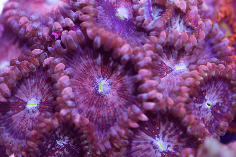Blue Agave Zoas