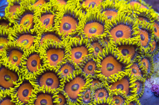 Eagle eye zoas