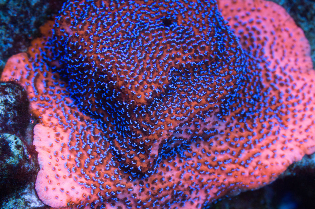 Mystic Montipora