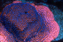 Load image into Gallery viewer, Mystic Montipora
