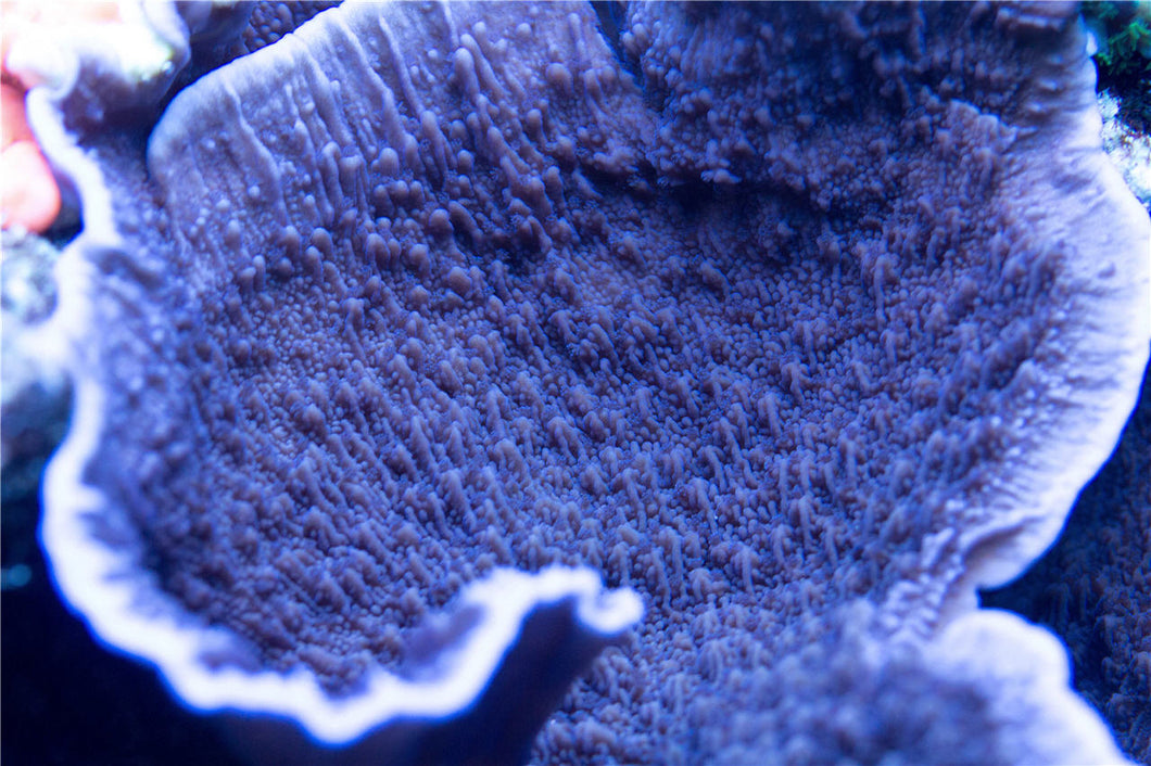 ORA Purple Capricornis